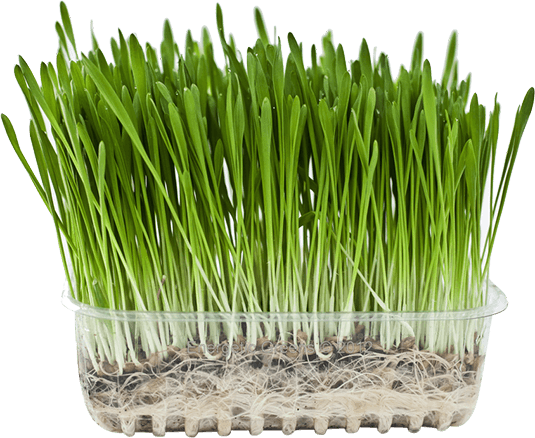 barley-grass